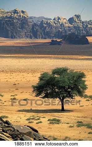 Landscape With Tree View Large Photo Image Stock Image - Landscape With Tree. Fotosearch