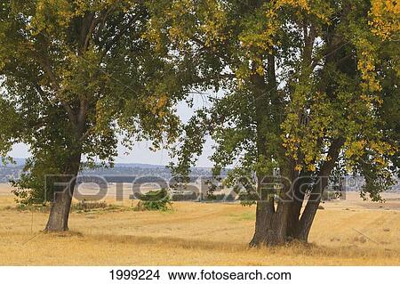 Picture - Landscape With Trees In Fields; Carboneras De Guadazaon Cuenca Province Castilla-La Mancha Spain. Fotosearch
