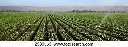 Landwirtschaft Feld Von Alter Spinat Beinahe Bereit Fur Ernte Salinas Tal Kalifornien Usa Stock Bild Fotosearch