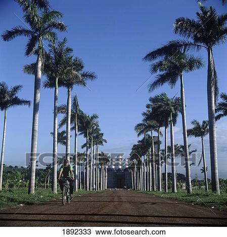 Stock Image - Lane Between Rows Of Palm Trees Leading Towards Mangua Cathedral. Fotosearch