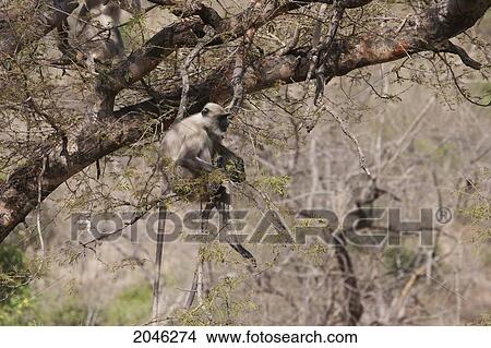 Langur Monkey In Sariska National Park, Rajasthan, India View Large Photo Image Picture - Langur Monkey In Sariska National Park, Rajasthan, India. Fotosearch