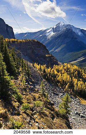 Stock Photo - Larch Trees And Mount Owen, Yoho National Park, British Columbia. Fotosearch
