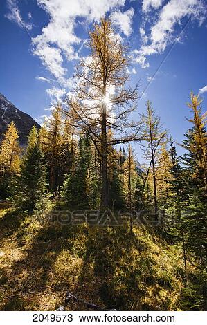 Stock Image - Larch Trees And Sun, Yoho National Park, British Columbia. Fotosearch