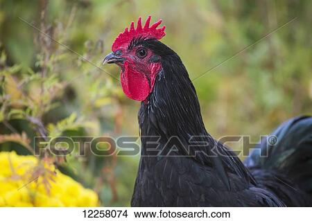 Picture - Large black Australorp in autumn garden; Higganum, Connecticut, United States of America. Fotosearch