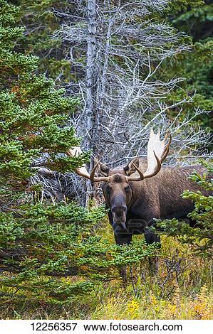 Large bull moose in rut emerges from a stand of trees at Powerline Pass in the Chugach State Park, near Anchorage, Southcentral Alaska, Autumn View Large Photo Image Stock Photo - Large bull moose in rut emerges from a stand of trees at Powerline Pass in the Chugach State Park, near Anchorage, Southcentral Alaska, Autumn. Fotosearch