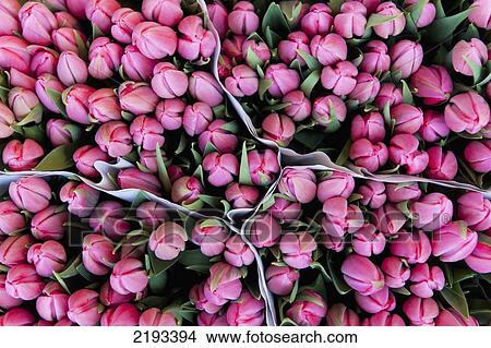 Large Bunches Of Tulips For Sale In The Flower Marketamsterdam, Holland. View Large Photo Image Picture - Large Bunches Of Tulips For Sale In The Flower Marketamsterdam, Holland.. Fotosearch