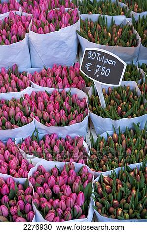 Stock Image - Large bunches of tulips for sale in the flower market, Amsterdam, Holland.. Fotosearch