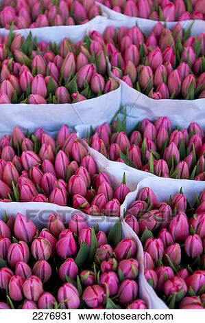 Stock Image - Large bunches of tulips for sale in the flower market, Amsterdam, Holland.. Fotosearch