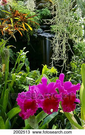 Large Cattalaya Orchids On Plant, Lush Surroundings With Small Waterfall In Background View Large Photo Image Stock Image - Large Cattalaya Orchids On Plant, Lush Surroundings With Small Waterfall In Background. Fotosearch