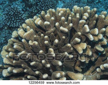Large Cauliflower Coral (Pocillopora meandrina) colony; Kona, Island of Hawaii, Hawaii, United States of America View Large Photo Image Stock Photo - Large Cauliflower Coral (Pocillopora meandrina) colony; Kona, Island of Hawaii, Hawaii, United States of America. Fotosearch