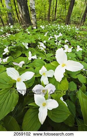 Stock Image - Large Flowered Trillium, Mount Royal, Montreal, Quebec. Fotosearch