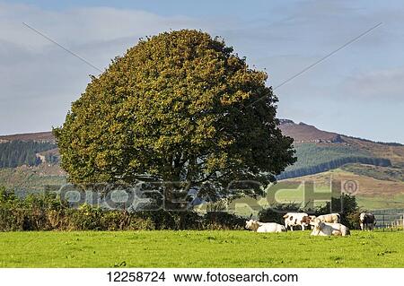 Picture - Large green tree in a grass field with cattle and hilly background with blue sky; County Tipperary, Ireland. Fotosearch