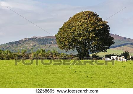 Stock Photography - Large green tree in a grassy field with cattle and hilly background with blue sky; County Tipperary, Ireland. Fotosearch