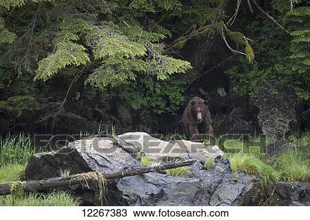 Large Grizzly bear (Ursus Arctos Horribilis) emerging from the forest, Khutzymateen Bear Sanctuary; British Columbia, Canada View Large Photo Image Stock Image - Large Grizzly bear (Ursus Arctos Horribilis) emerging from the forest, Khutzymateen Bear Sanctuary; British Columbia, Canada. Fotosearch