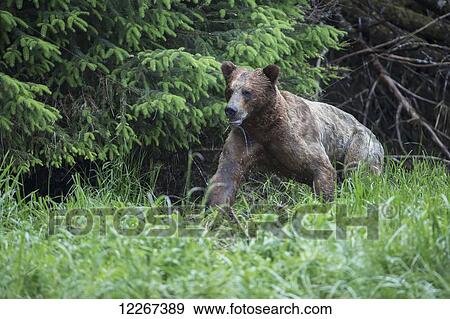 Stock Photo - Large Grizzly bear (Ursus Arctos Horribilis) emerging from the forest, Khutzymateen Bear Sanctuary; British Columbia, Canada. Fotosearch