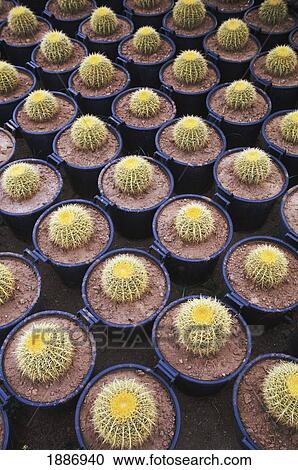 Stock Image - Large Group Of Cacti In Pots. Fotosearch