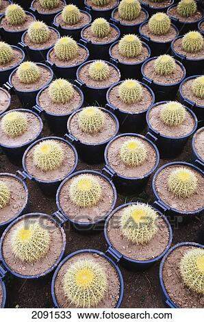 Stock Image - Large Group Of Cacti In Pots.. Fotosearch