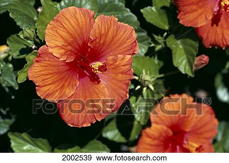 Large Orange Pink Hibiscus Blossoms On Plant, Others Soft Focus Background View Large Photo Image Stock Photo - Large Orange Pink Hibiscus Blossoms On Plant, Others Soft Focus Background. Fotosearch