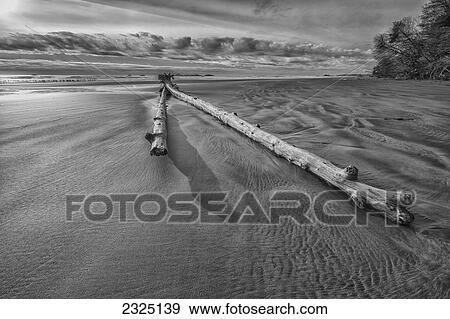 Stock Photo - Large Piece Of Driftwood Laying On Combers Beach In Pacific Rim National Park; Vancouver Island British Columbia Canada. Fotosearch