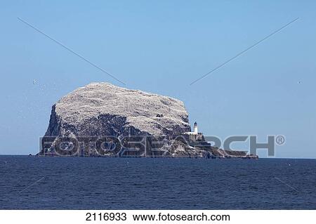 Large Rock Formation (Bass Rock) In The Ocean With A Lighthouse; Lothian Scotland View Large Photo Image Stock Image - Large Rock Formation (Bass Rock) In The Ocean With A Lighthouse; Lothian Scotland. Fotosearch