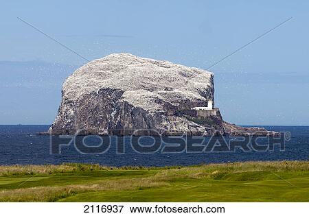 Large Rock Formation (Bass Rock) In The Ocean With A Lighthouse; Lothian Scotland View Large Photo Image Stock Photo - Large Rock Formation (Bass Rock) In The Ocean With A Lighthouse; Lothian Scotland. Fotosearch