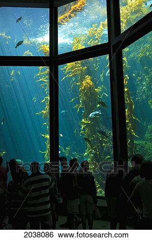 Large Saltwater Tank In The Monterey Bay Aquarium; Monterey California United States Of America View Large Photo Image Stock Photograph - Large Saltwater Tank In The Monterey Bay Aquarium; Monterey California United States Of America. Fotosearch