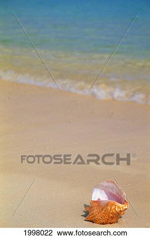 Stock Image - Large Shell Along Shoreline, Soft Focus Shorebreak Water In Background. Fotosearch