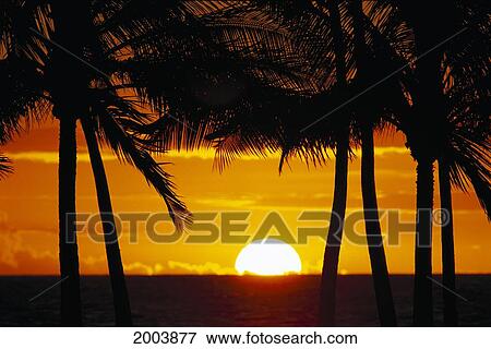 Stock Photo - Large Sun Ball Half Setting Over Ocean, Framed By Palms Silhouette Golden Orange Sky. Fotosearch