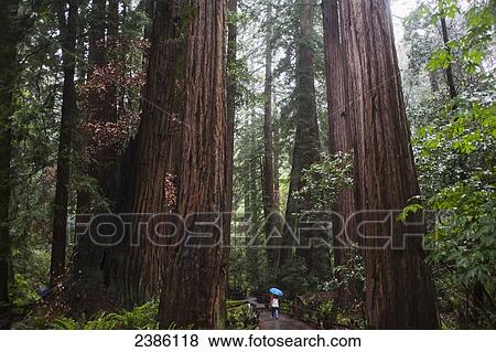 Large trees in an old growth forest; California, United States of America View Large Photo Image Stock Photo - Large trees in an old growth forest; California, United States of America. Fotosearch