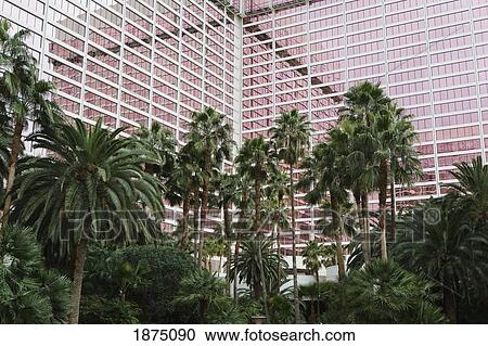 Stock Image - Las Vegas, Nevada, United States Of America; A Palm Tree Garden With Hotel Windows In The Background. Fotosearch