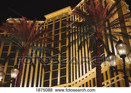 Las Vegas, Nevada, United States Of America; Hotel With Palm Trees Illuminated At Night View Large Photo Image Stock Photo - Las Vegas, Nevada, United States Of America; Hotel With Palm Trees Illuminated At Night. Fotosearch