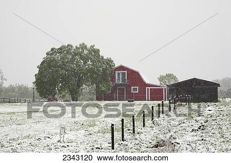 Late Spring Snowfall On A Farm With A Red Barn; Ville De Lac Brome, Quebec, Canada View Large Photo Image Stock Image - Late Spring Snowfall On A Farm With A Red Barn; Ville De Lac Brome, Quebec, Canada. Fotosearch