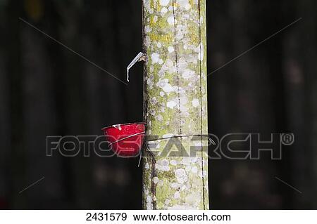Latex being collected from a tapped rubber tree in a rubber tree plantation, Simalungun, North Sumatra, Indonesia View Large Photo Image Stock Photo - Latex being collected from a tapped rubber tree in a rubber tree plantation, Simalungun, North Sumatra, Indonesia. Fotosearch