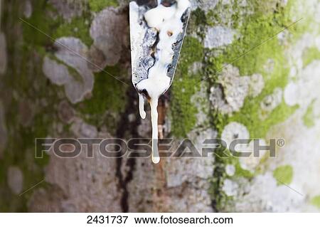 Stock Photo - Latex being collected from a tapped rubber tree in a rubber tree plantation, Simalungun, North Sumatra, Indonesia. Fotosearch
