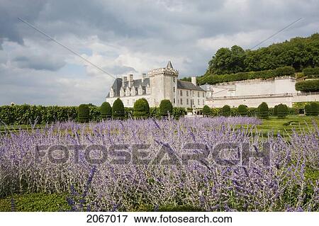 Lavender Flowers In The Gardens Of The Chateau De Villandry, Villandry, Indre-Et-Loire, France View Large Photo Image Stock Photo - Lavender Flowers In The Gardens Of The Chateau De Villandry, Villandry, Indre-Et-Loire, France. Fotosearch