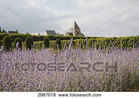 Stock Photo - Lavender Flowers In The Gardens Of The Chateau De Villandry, Villandry, Indre-Et-Loire, France. Fotosearch
