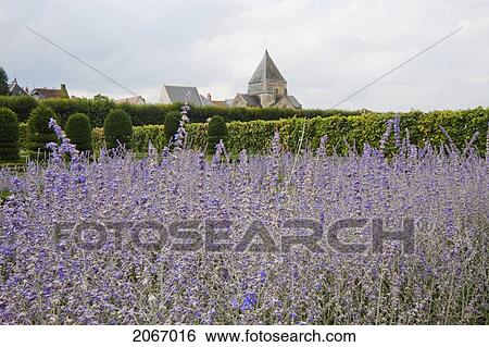 Stock Photograph - Lavender Flowers In The Gardens Of The Chateau De Villandry, Villandry, Indre-Et-Loire, France. Fotosearch