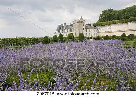 Lavender Flowers In The Gardens Of The Chateau De Villandry, Villandry, Indre-Et-Loire, France View Large Photo Image Stock Photography - Lavender Flowers In The Gardens Of The Chateau De Villandry, Villandry, Indre-Et-Loire, France. Fotosearch