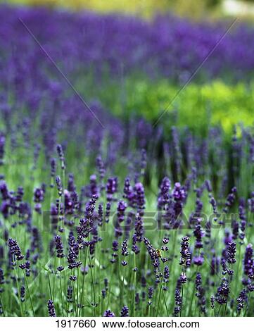 Stock Image - Lavender In Meadow. Fotosearch