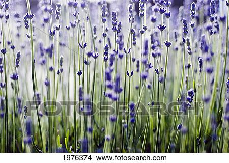 Picture - Lavender (Lavandula Angustifolia), Many Sprigs Growing In Field.. Fotosearch