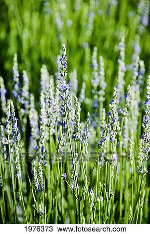 Stock Image - Lavender (Lavandula Angustifolia), Many Sprigs Growing In Field.. Fotosearch
