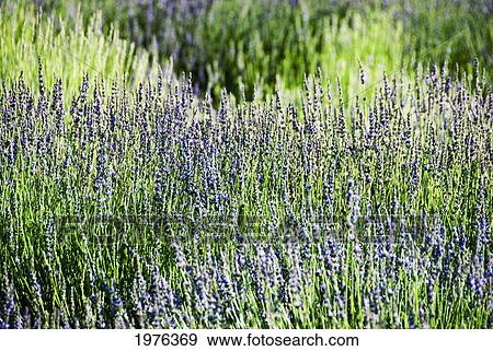Lavender (Lavandula Angustifolia), Many Sprigs Growing In Field. View Large Photo Image Stock Photo - Lavender (Lavandula Angustifolia), Many Sprigs Growing In Field.. Fotosearch