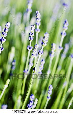 Stock Photograph - Lavender (Lavandula Angustifolia), Many Sprigs Growing In Field.. Fotosearch