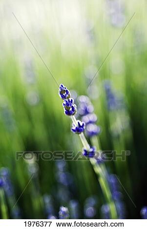Stock Photo - Lavender (Lavandula Angustifolia), Close-Up Of Single Stem And Blossoms In Field.. Fotosearch