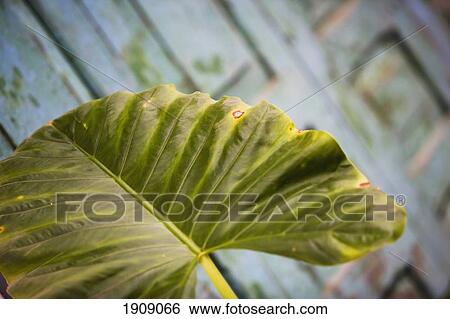 Stock Photograph - Leaf By Wooden Building, Luang Prabang, Northern Laos. Fotosearch