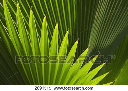 Leaf, Grenada. View Large Photo Image Stock Photography - Leaf, Grenada.. Fotosearch