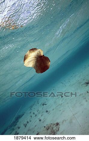 Leaf Sinking Underwater In Lagoon View Large Photo Image Picture - Leaf Sinking Underwater In Lagoon. Fotosearch