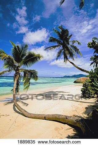 Leaning Palm Trees On Beach View Large Photo Image Stock Photography - Leaning Palm Trees On Beach. Fotosearch