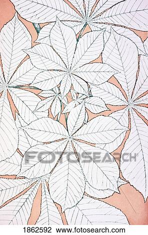 Stock Image - Leaves And Flowers From Nature No 1 Plate Xci From The Grammar Of Ornament By Owen Jones Published By Day & Son London 1865. Fotosearch