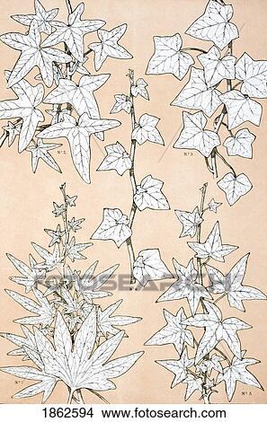 Picture - Leaves And Flowers From Nature No 3 Plate Xciii From The Grammar Of Ornament By Owen Jones Published By Day & Son London 1865. Fotosearch